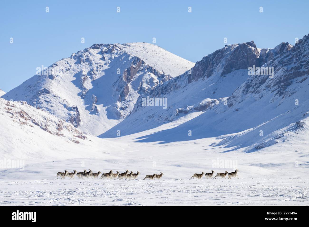 Pecore Marco Polo (Ovis ammon polii) in habitat innevato, Pamir-Argali, pecore selvatiche di Pamir, altopiano di Pamir, provincia di Gorno-Badakhshan, Tagikistan, AS centrale Foto Stock