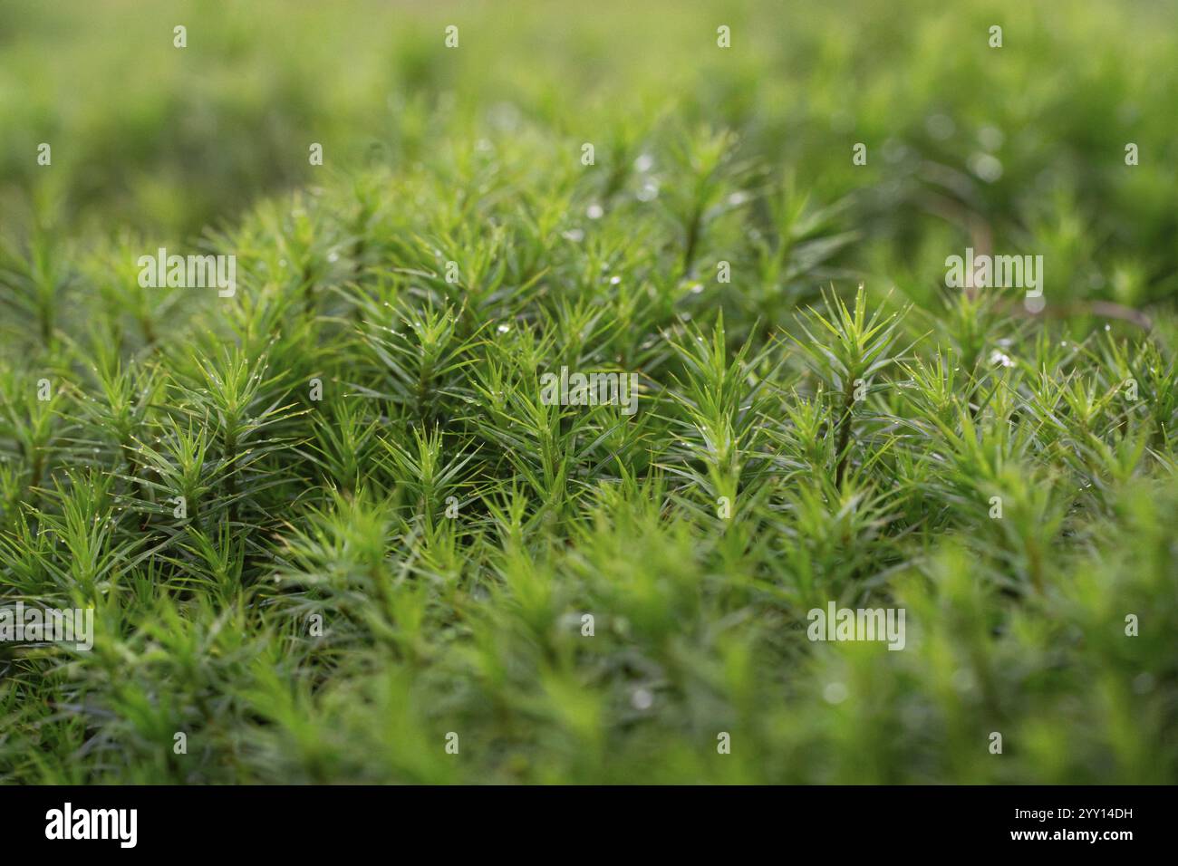 Muschio Polytrichum (Polytrichum formosum), grande supporto sul fondo della foresta, Renania settentrionale-Vestfalia, Germania, Europa Foto Stock