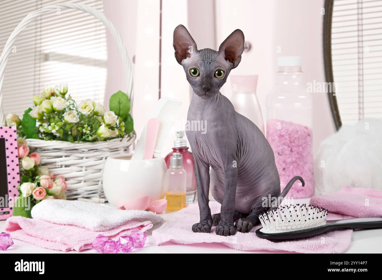 Ritratto di Don Sphinx gattino (di due mesi) con alcuni articoli da toeletta all'interno Foto Stock