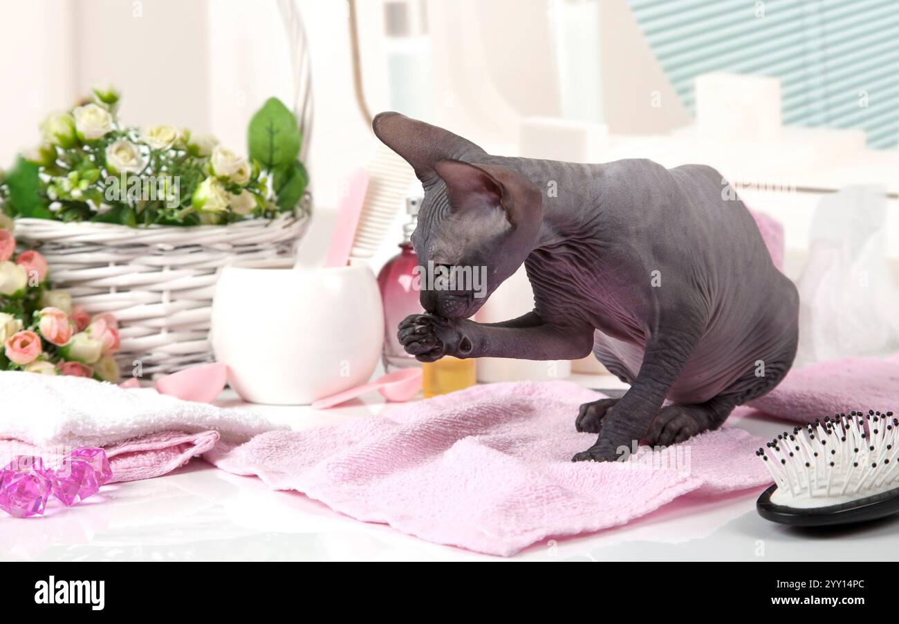 Don Sphinx gattino leccato le zampe mentre si siede sul tavolo con alcuni articoli da toeletta all'interno Foto Stock