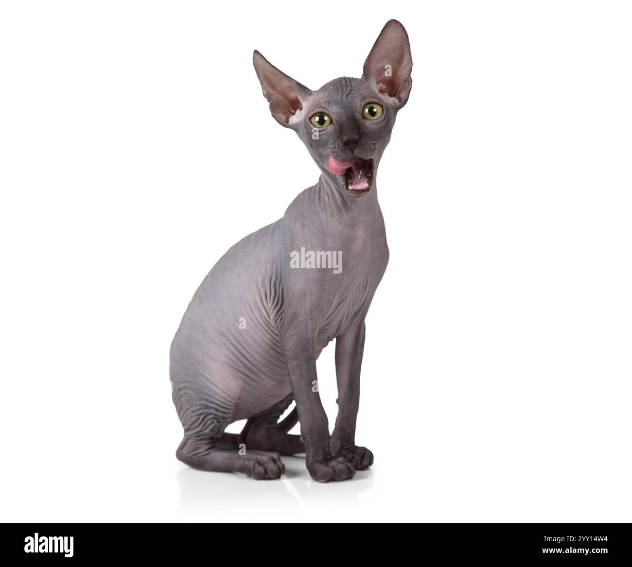 Due mesi fa, Don Sphinx gattino isolato su sfondo bianco Foto Stock