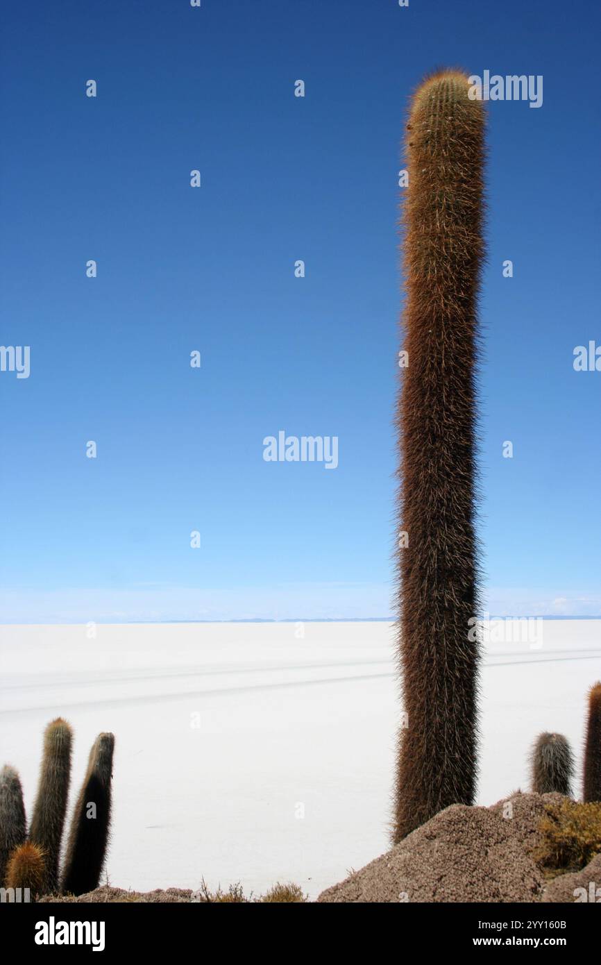 Alti cactus su terreno roccioso che si affacciano sulla vasta distesa bianca delle distese saline di Uyuni sotto un cielo azzurro e limpido, con montagne lontane all'orizzonte. Foto Stock