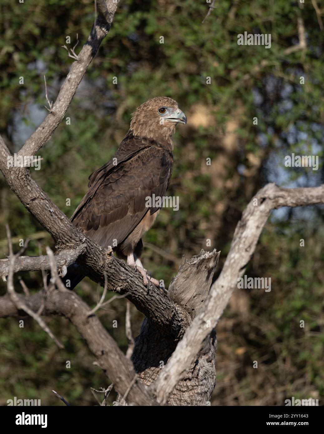 Immaturo Bateleur Eagle arroccato su un ramo di albero morto Foto Stock