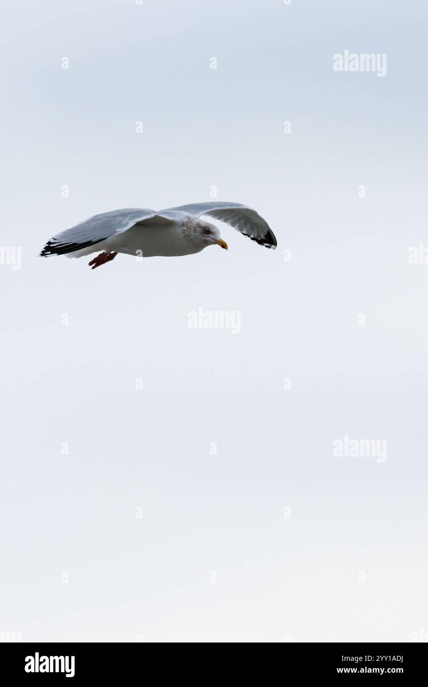 Gabbiano aringhe Larus argentatus, in volo cerotti a chiazze di colore marrone piumaggio sulla testa bianchi con dorso grigio blu e punte ali nere superiori Foto Stock