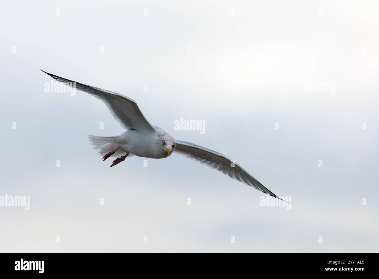 Gabbiano aringhe Larus argentatus, in volo cerotti a chiazze di colore marrone piumaggio sulla testa bianchi con dorso grigio blu e punte ali nere superiori Foto Stock