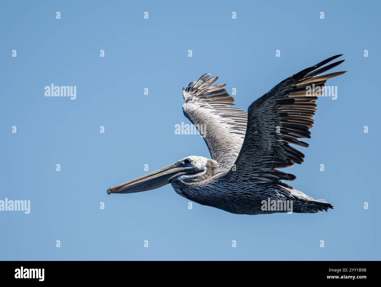 Pellicano grigio contro il cielo blu che vola verso terra Foto Stock