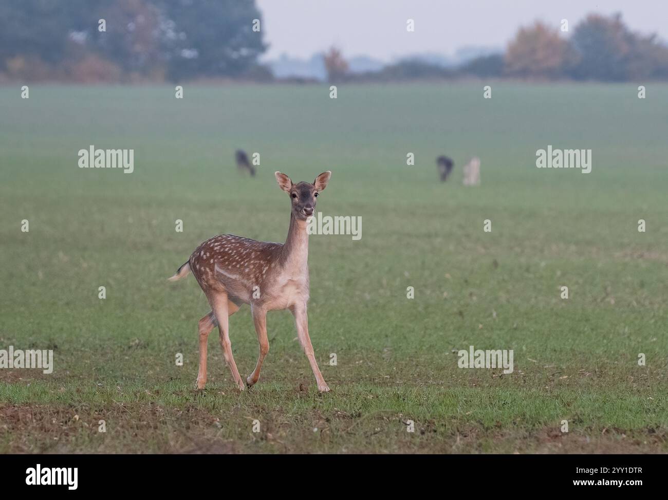 Un piccolo capriolo (Dama dama) molto maculato separato dal branco che corre verso la telecamera in un coltivatore di seminativi, Suffolk, Regno Unito Foto Stock