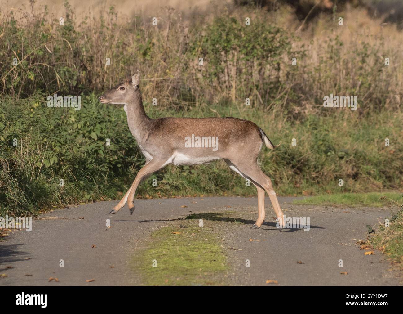 Appena attraversata la strada, un cervo femmina (Dama dama), che attraversa una "corsia tranquilla" nel suffolk. REGNO UNITO Foto Stock