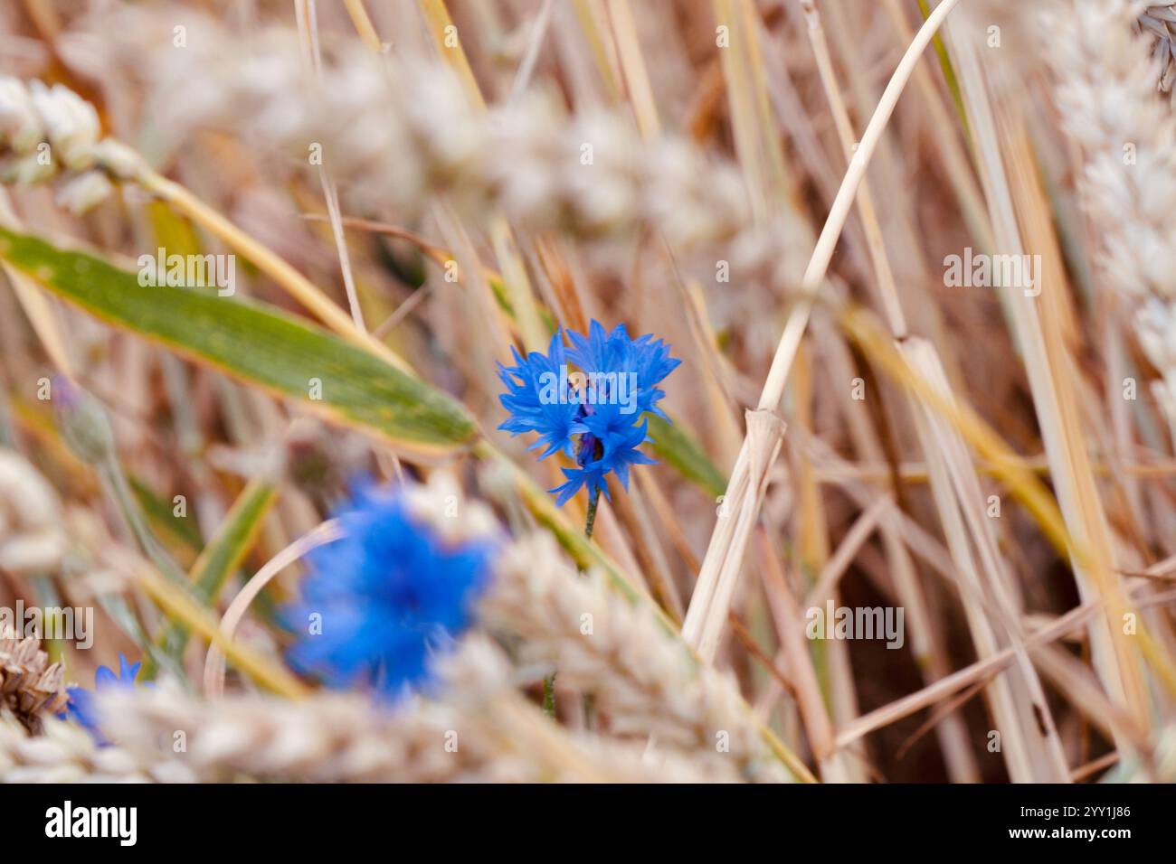 Bellissimo fiore blu in un campo di grano, primo piano, bellezza della natura, vivace fotografia floreale, scena estiva in Germania Foto Stock