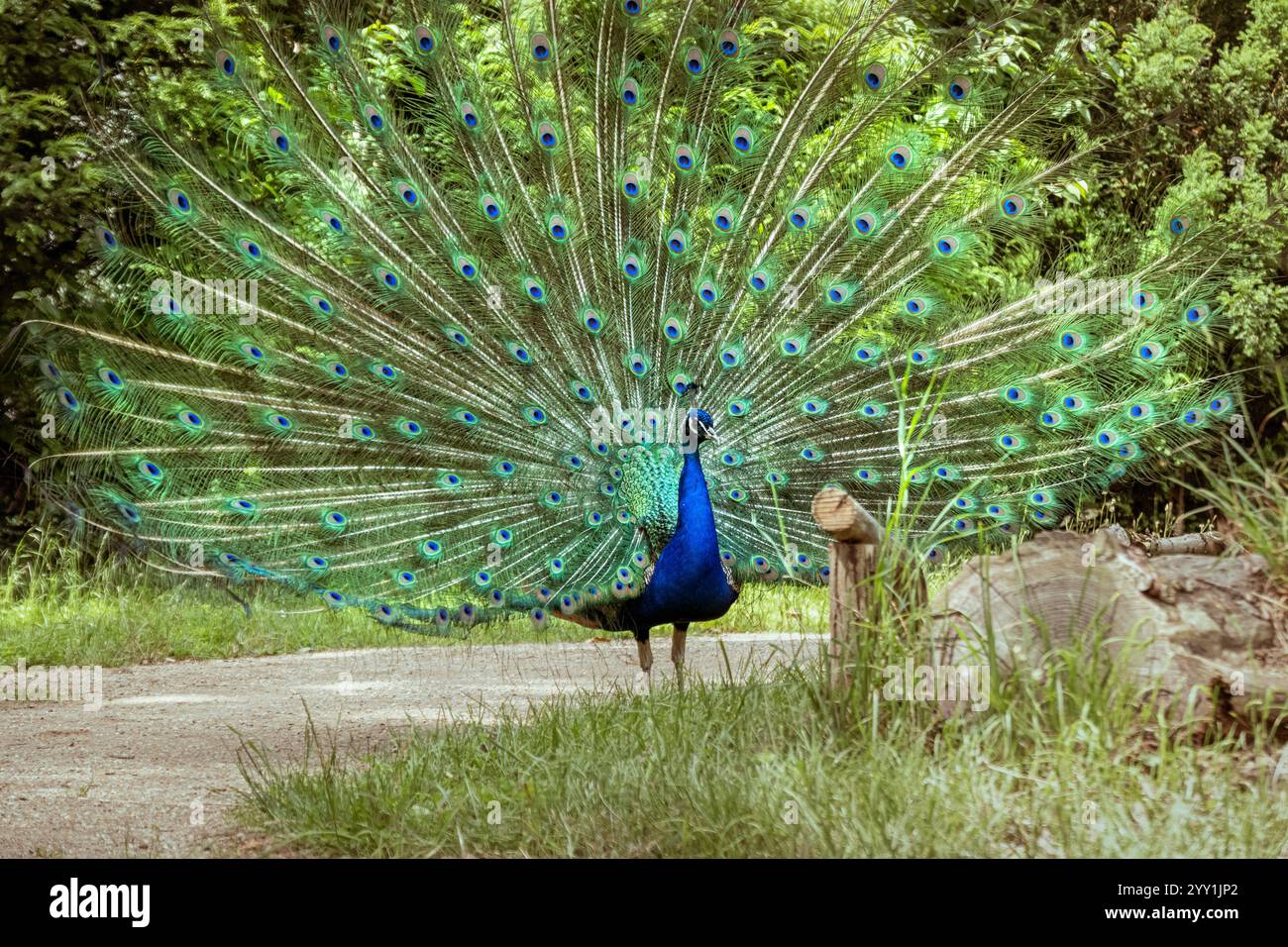 Elegante pavone che espone piume vivaci in una tranquilla foresta tedesca Foto Stock