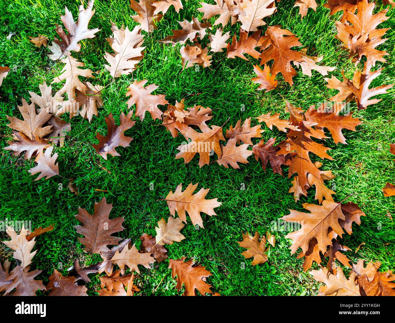 Foglie cadute in autunno. Parco del Buen Retiro, Madrid, Comunidad de Madrid, Spagna, Europa Foto Stock