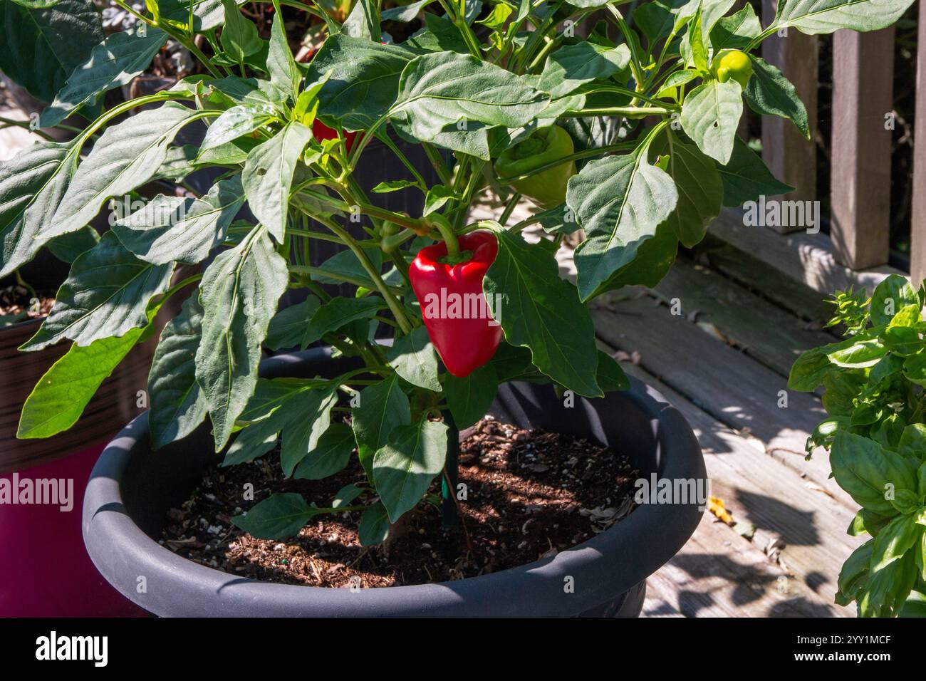 Un vivace peperone rosso sta maturando sulla sua pianta in un vaso da giardino soleggiato circondato da foglie verdi. Foto Stock