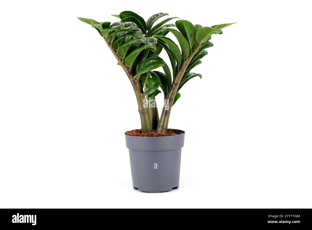 Zamioculcas zenzi, mini pianta domestica tropicale in vaso grigio isolata su sfondo bianco Foto Stock