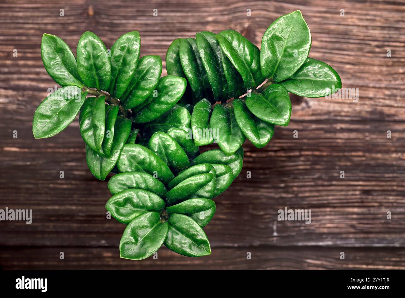 Vista dall'alto della pianta interna Zamioculcas zenzi su sfondo in legno Foto Stock