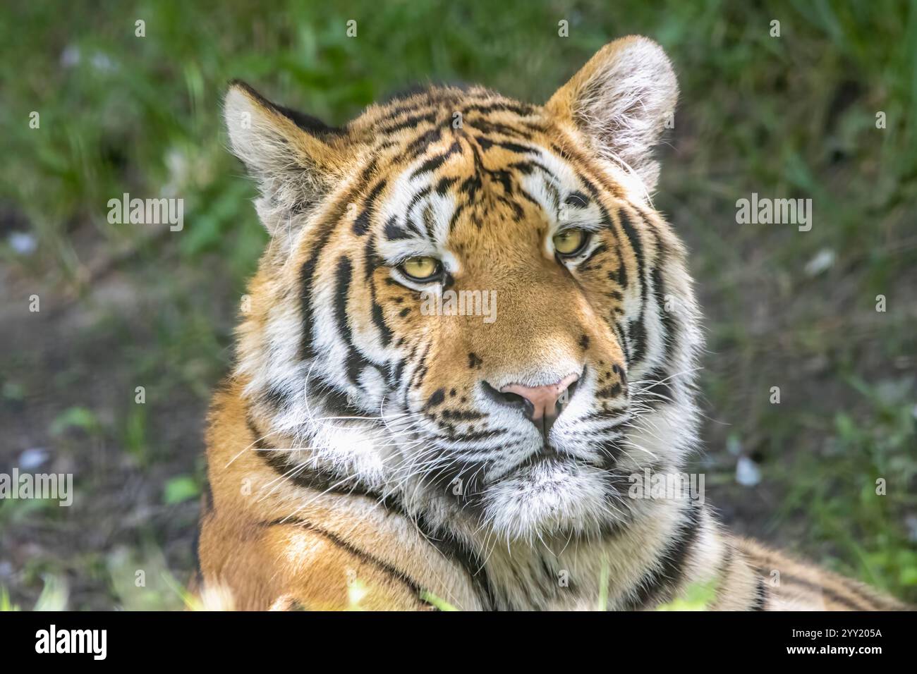 Giovane tigre di Amur Foto Stock