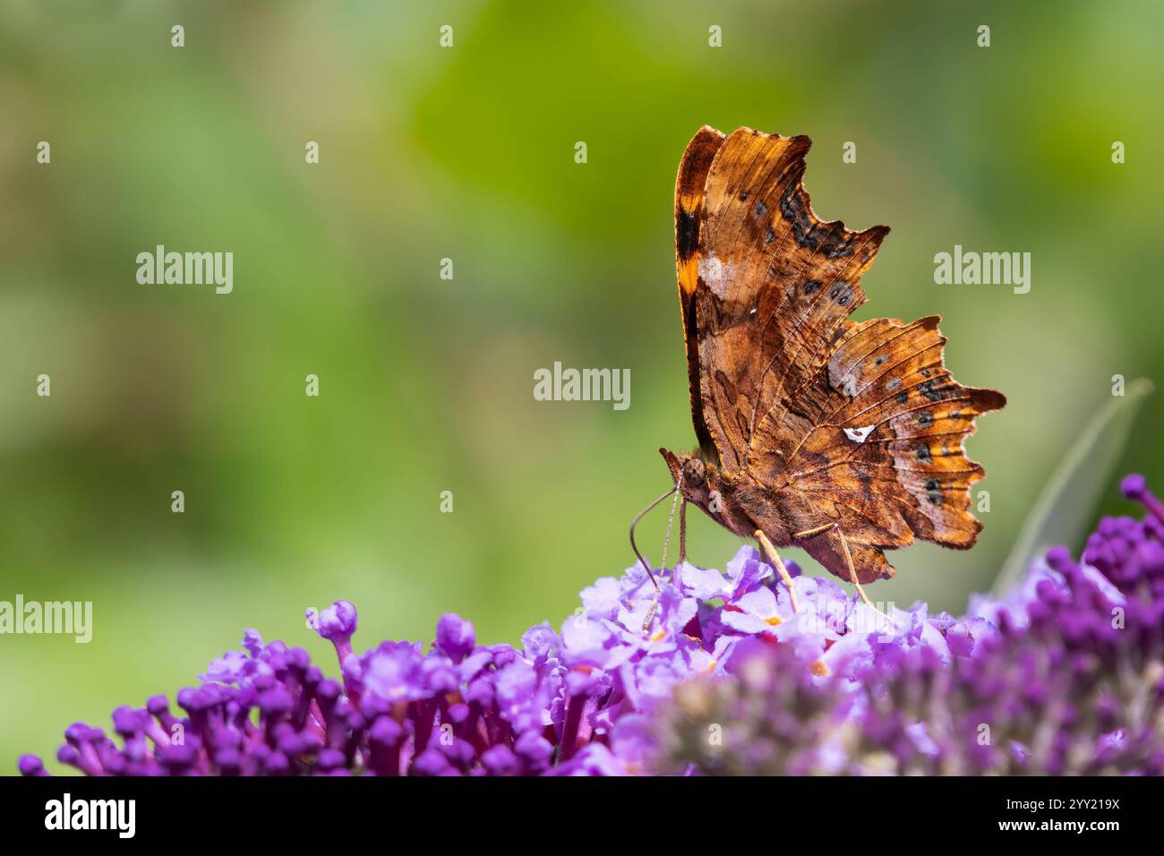 Virgola farfalla (Polygonia c-album) nutrirsi in un giardino all'inglese Foto Stock