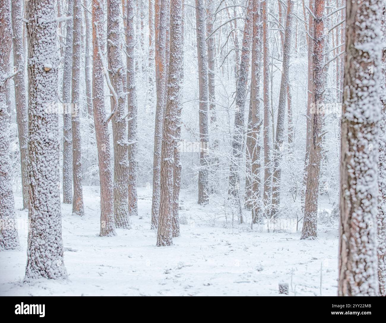 Rami innevati e ricoperti di gelo e tronchi di pino in una foresta fiabesca in inverno a dicembre. Blizzard in una foresta invernale prima del CAN Foto Stock