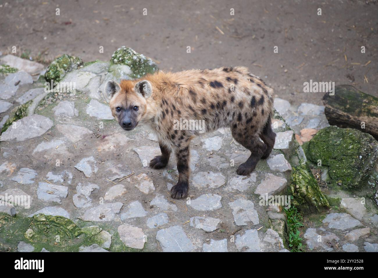 Iena maculata (Crocuta crocuta), conosciuta anche come la iena che ride nello zoo di Belgrado. Foto Stock