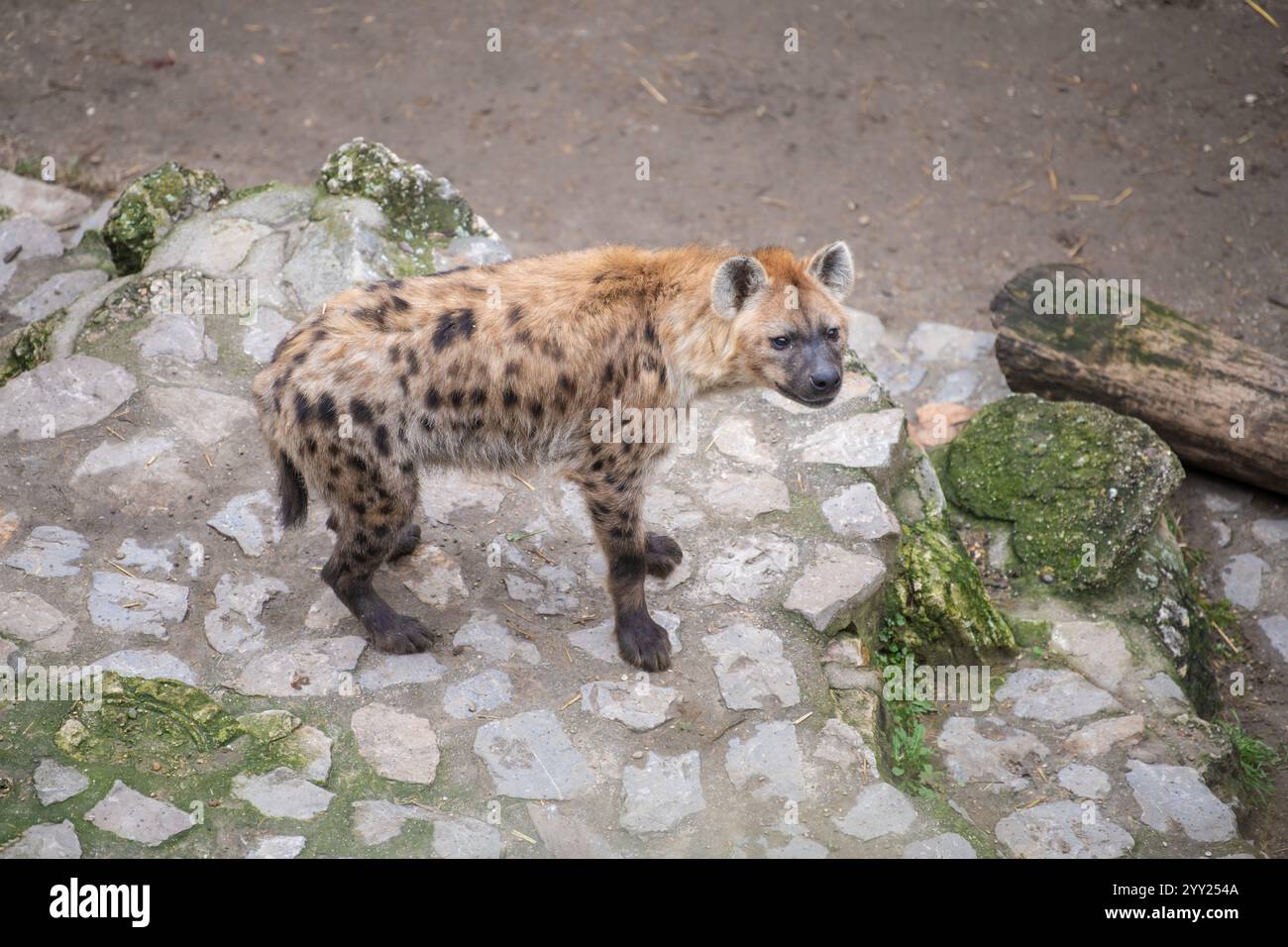 Iena maculata (Crocuta crocuta), conosciuta anche come la iena che ride nello zoo di Belgrado. Foto Stock
