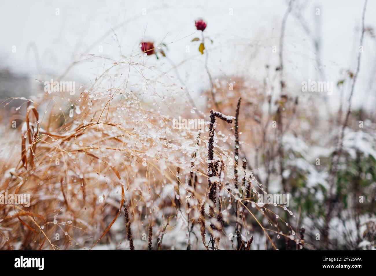 Vista del giardino d'inverno coperto di neve. Erbe ornamentali, rose cespugli e piante perenni. Design paesaggistico Foto Stock