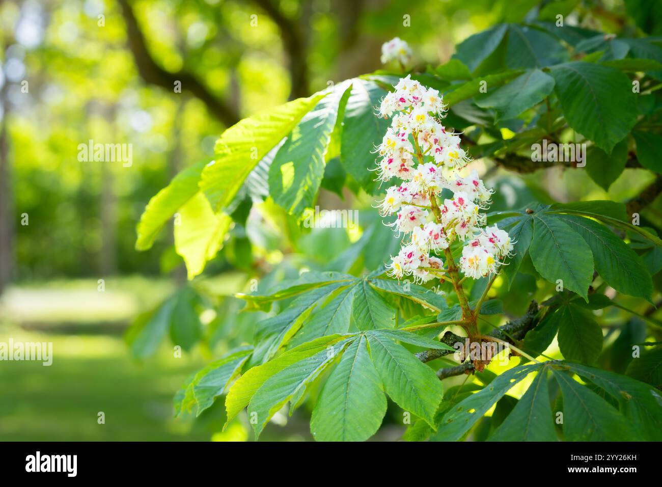 Ippocastano Aesculus hippocastanum, fioritura di alberi Conker. Candela floreale di un ippocastano. Foto Stock