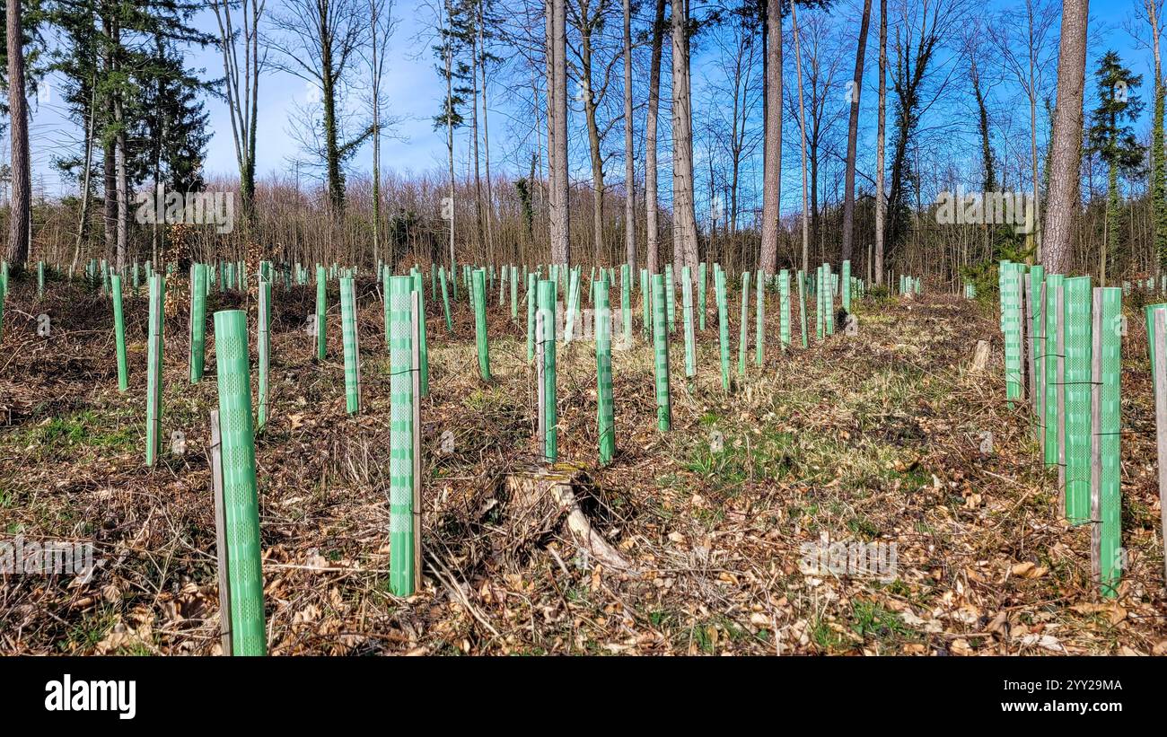 Rimboschimento in una foresta mista con supporto per tubi per alberi giovani. Tutela ambientale in Germania Foto Stock