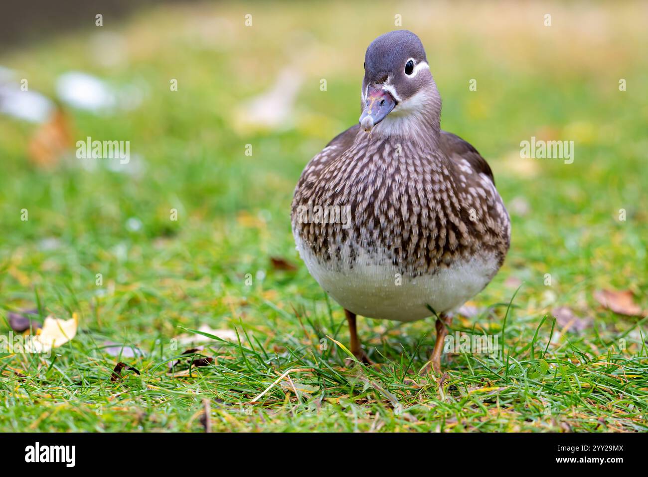 Duck Aix galericulata al mandarino femminile che cammina sull'erba presso la Riverbank. Primo piano. Foto Stock