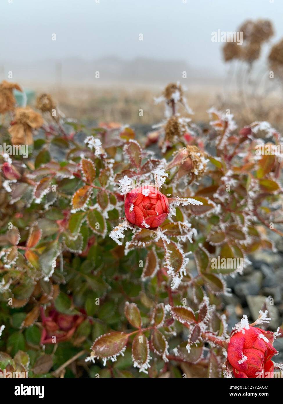 Bellezza congelati - Immagine stock catturata con smartphone