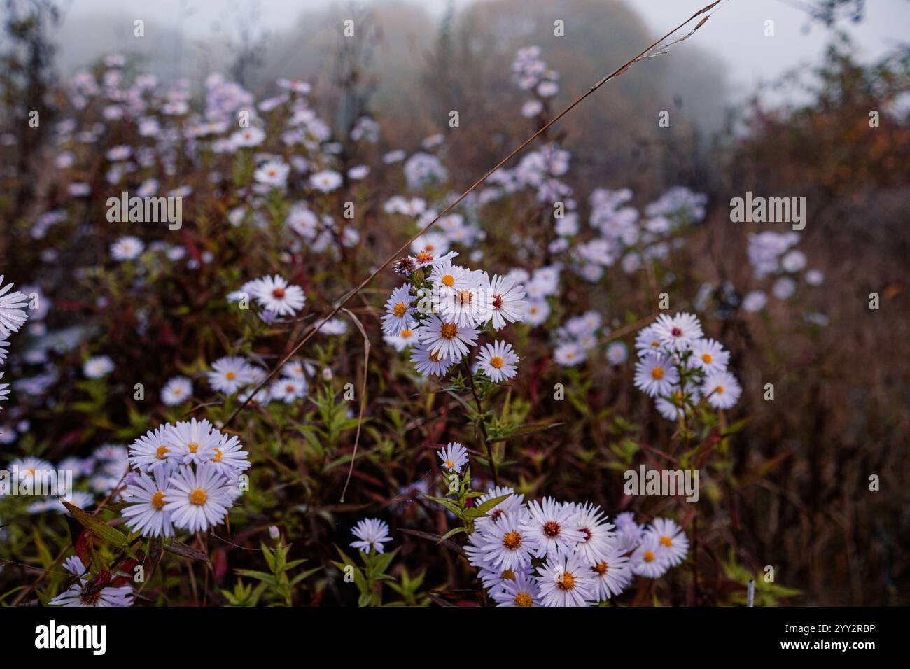 Aster amellus, la margherita europea di Michaelmas in gocce di rugiada. Foggy fredda mattina d'autunno. Foto Stock