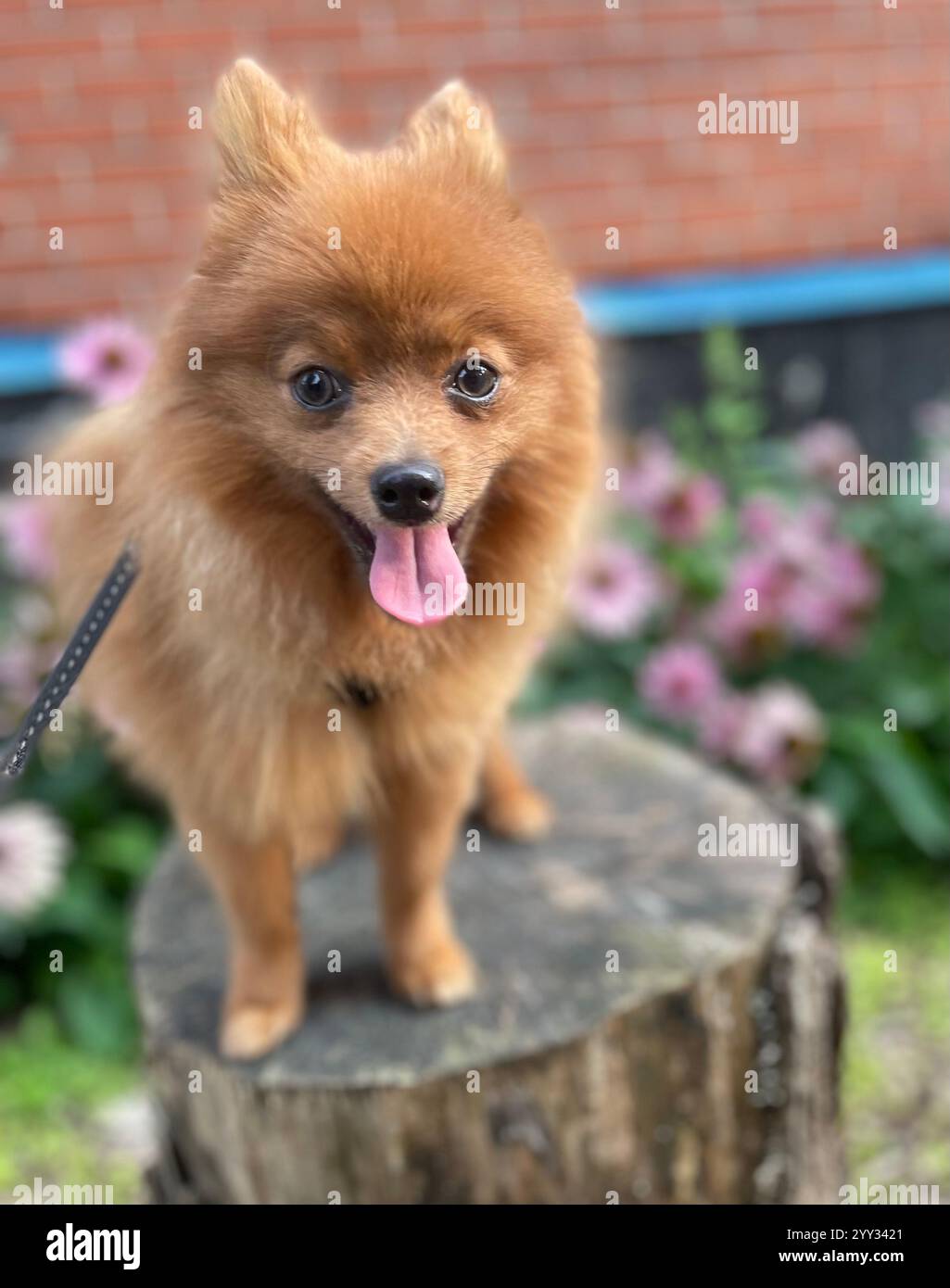 Marrone Pomerania - Immagine stock catturata con smartphone