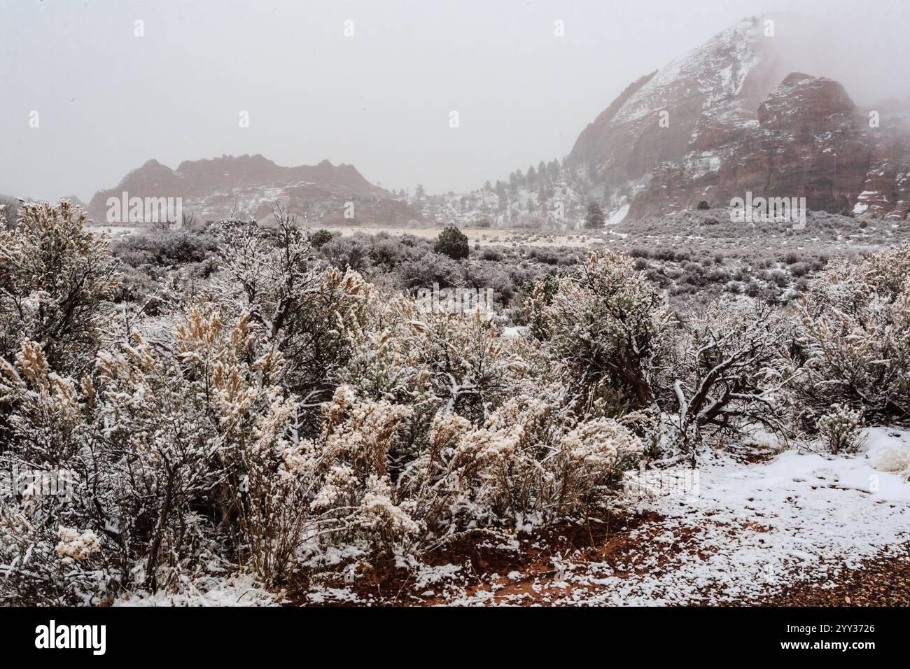 Un campo innevato con alberi e montagne sullo sfondo. La neve ricopre il terreno e gli alberi, dando alla scena un'atmosfera serena e tranquilla Foto Stock