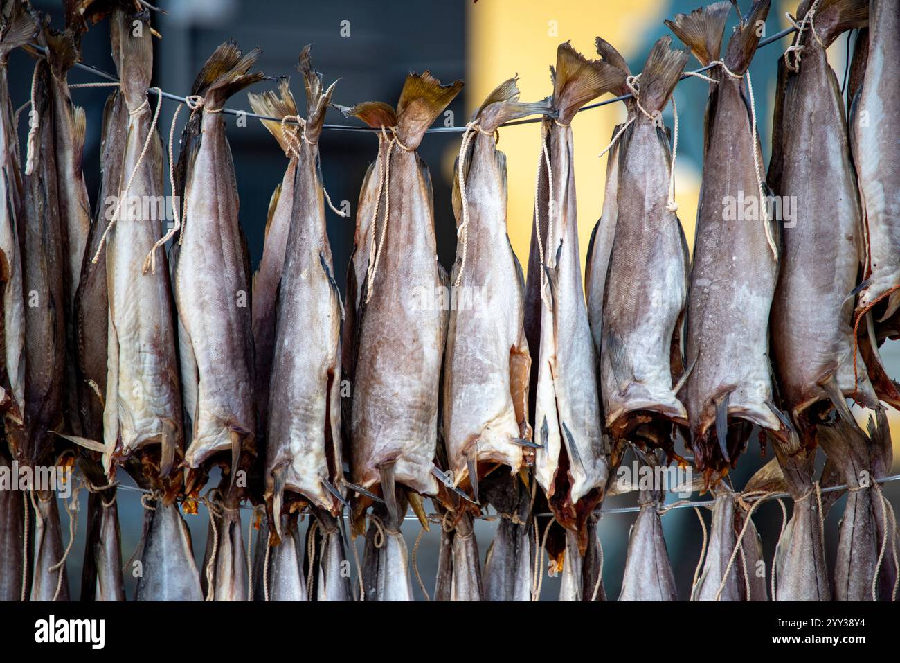 Pesce fermentato essiccato all'aria - Isole Faroe Foto Stock