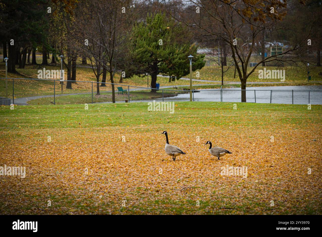 Due oche canadesi nel parco regionale di Auburn con foglie d'autunno arancioni sul campo e lago sullo sfondo. Foto Stock