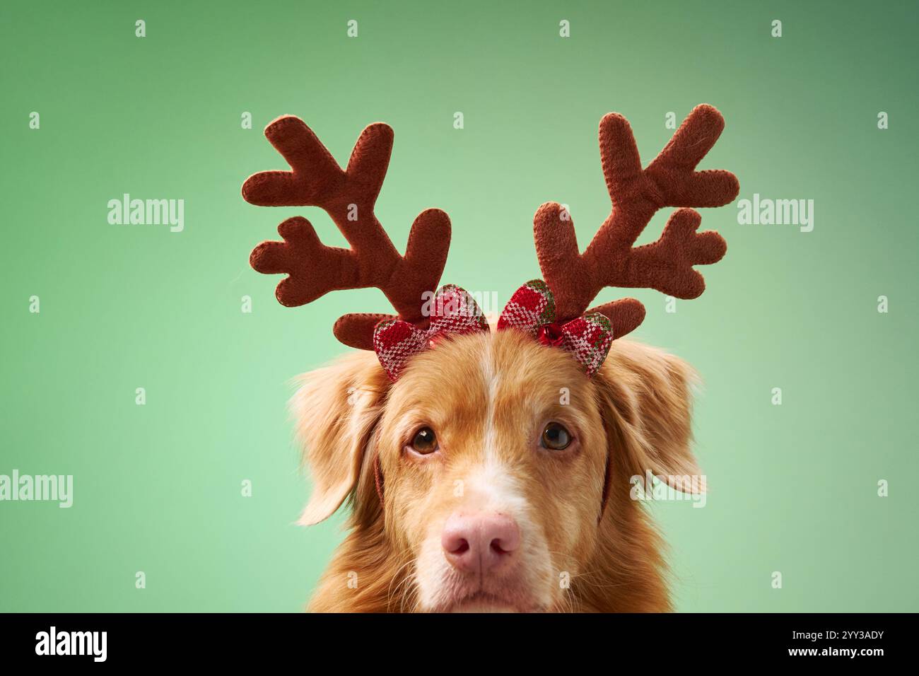 Un Tolling Retriever di anatra della nuova Scozia con corna di renne si posa su uno sfondo verde. Il divertente ritratto a tema natalizio cattura le feste Foto Stock