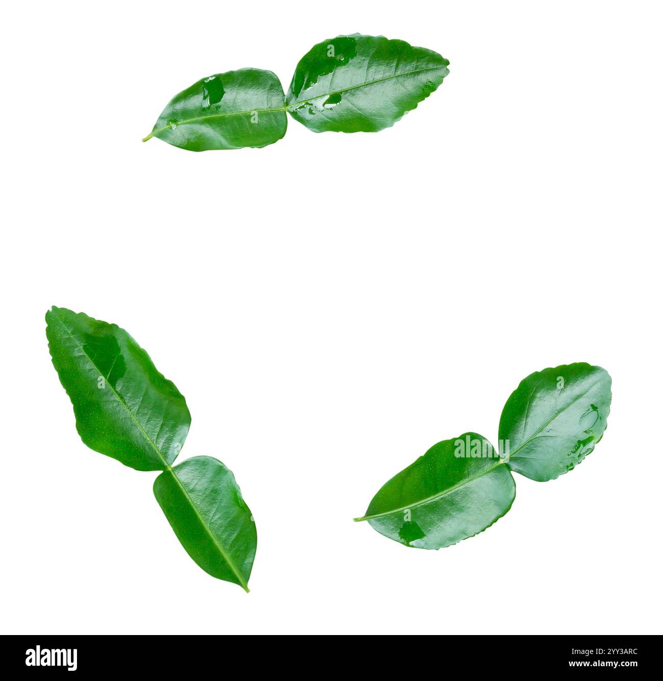 La vista dall'alto della dispersione di foglie di calce kaffir o di foglie di bergamotto è isolata su sfondo bianco con percorso di ritaglio. Foto Stock