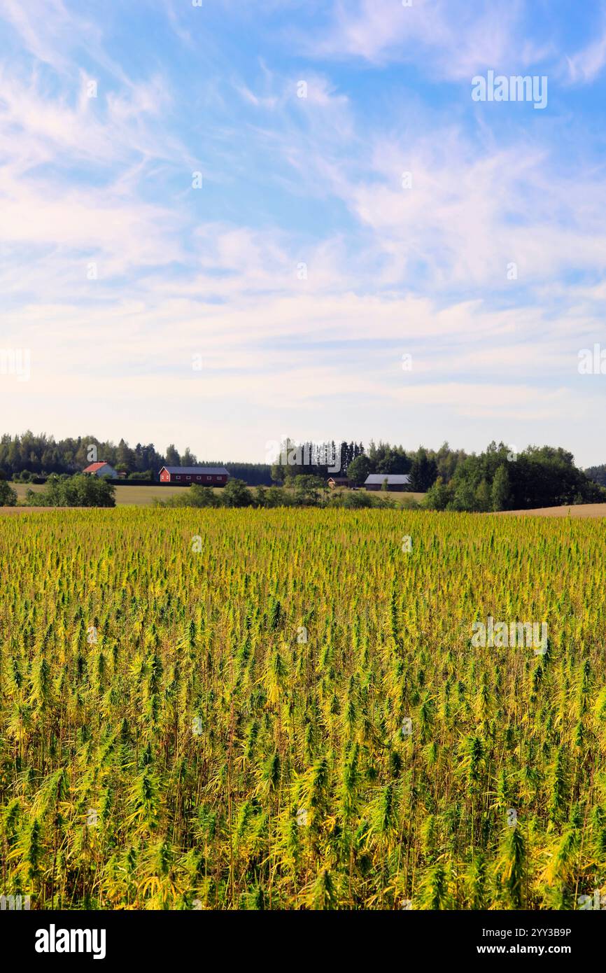 Canapa industriale, Cannabis sativa, della varietà Finola che cresce in Finlandia nel mese di agosto. La canapa agricola a basso contenuto di THC viene utilizzata per produrre olio di semi di canapa. Foto Stock