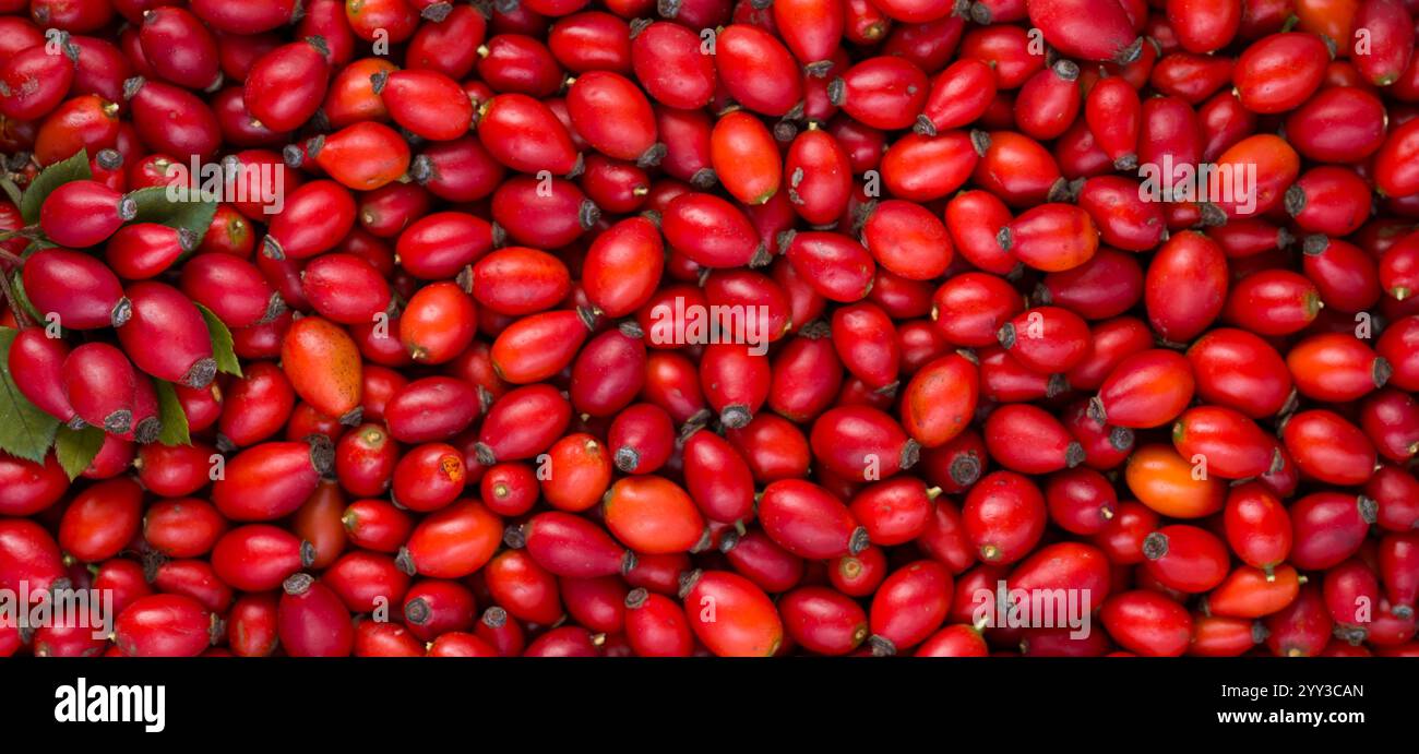 Vista panoramica ravvicinata delle bacche di rosehip. Bacche di Rosa Canina. Pianta di rose per cani. Frutti di bosco rossi. Frutti di bosco. Piante aramoterapiche Foto Stock