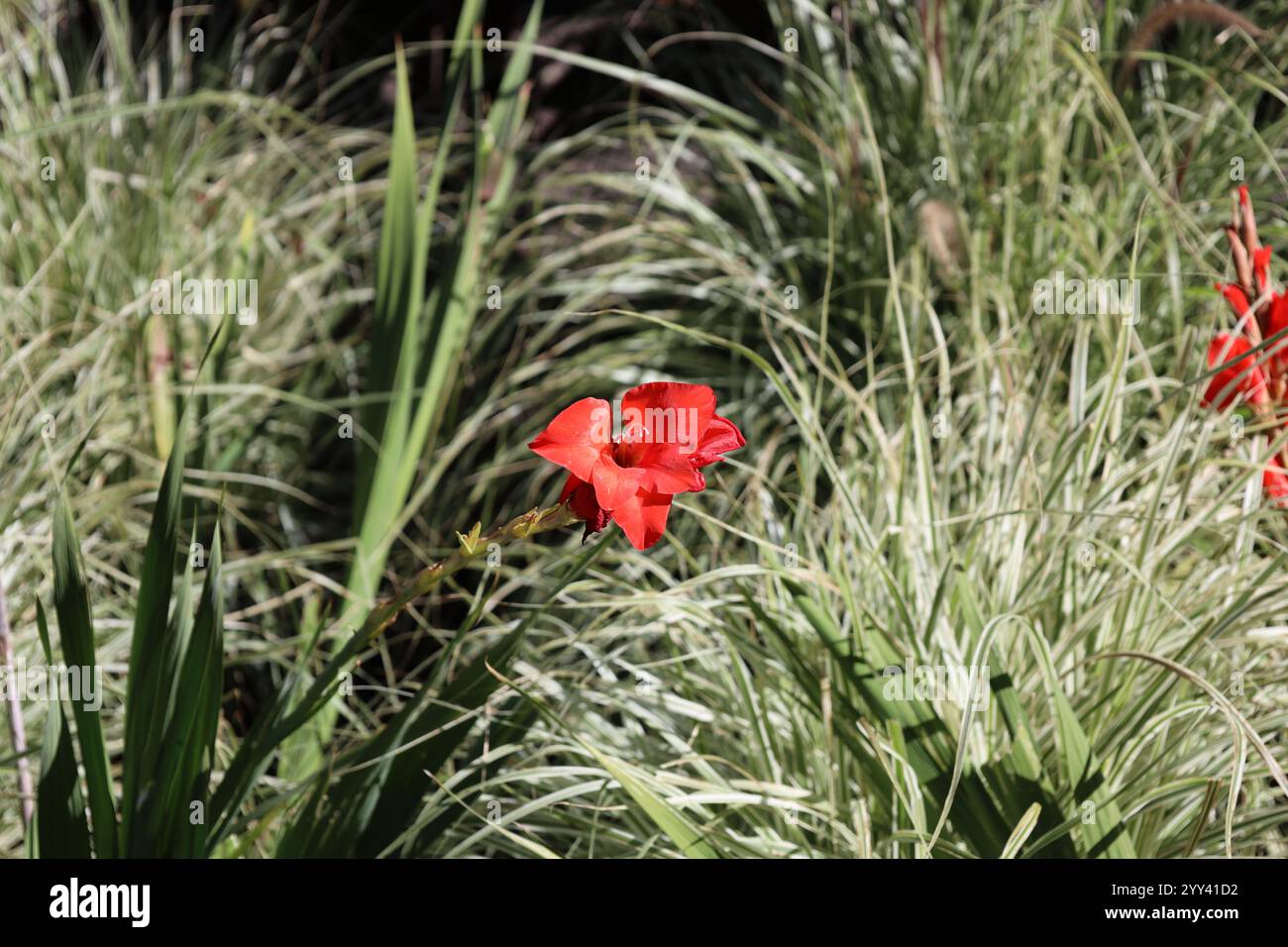 il rosso brillante fiorisce coraggiosamente in erba e paglia Foto Stock