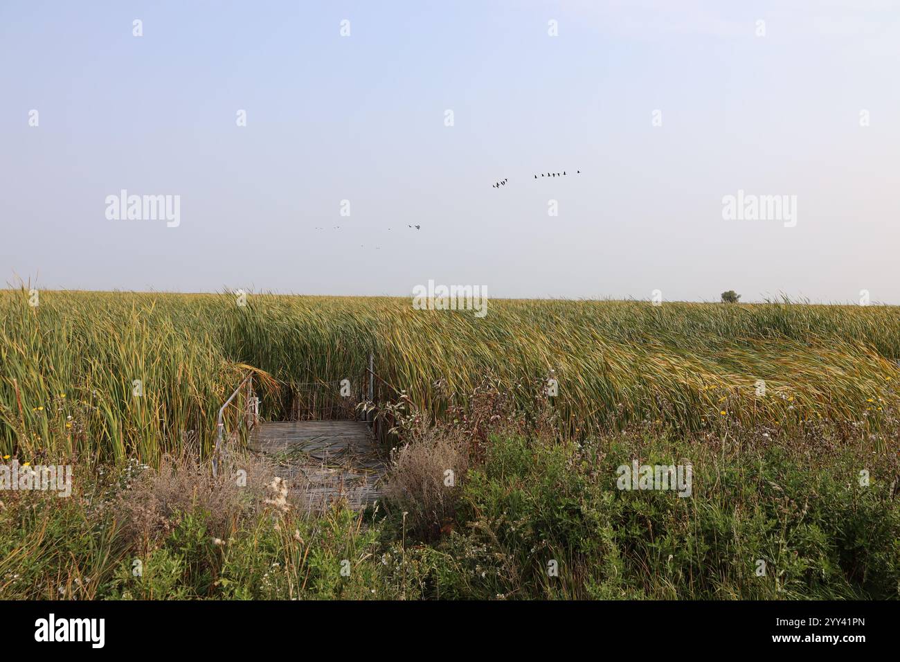Il volo delle oche del Canada si tuffa nell'erba della prateria e nelle terre paludose in autunno Foto Stock