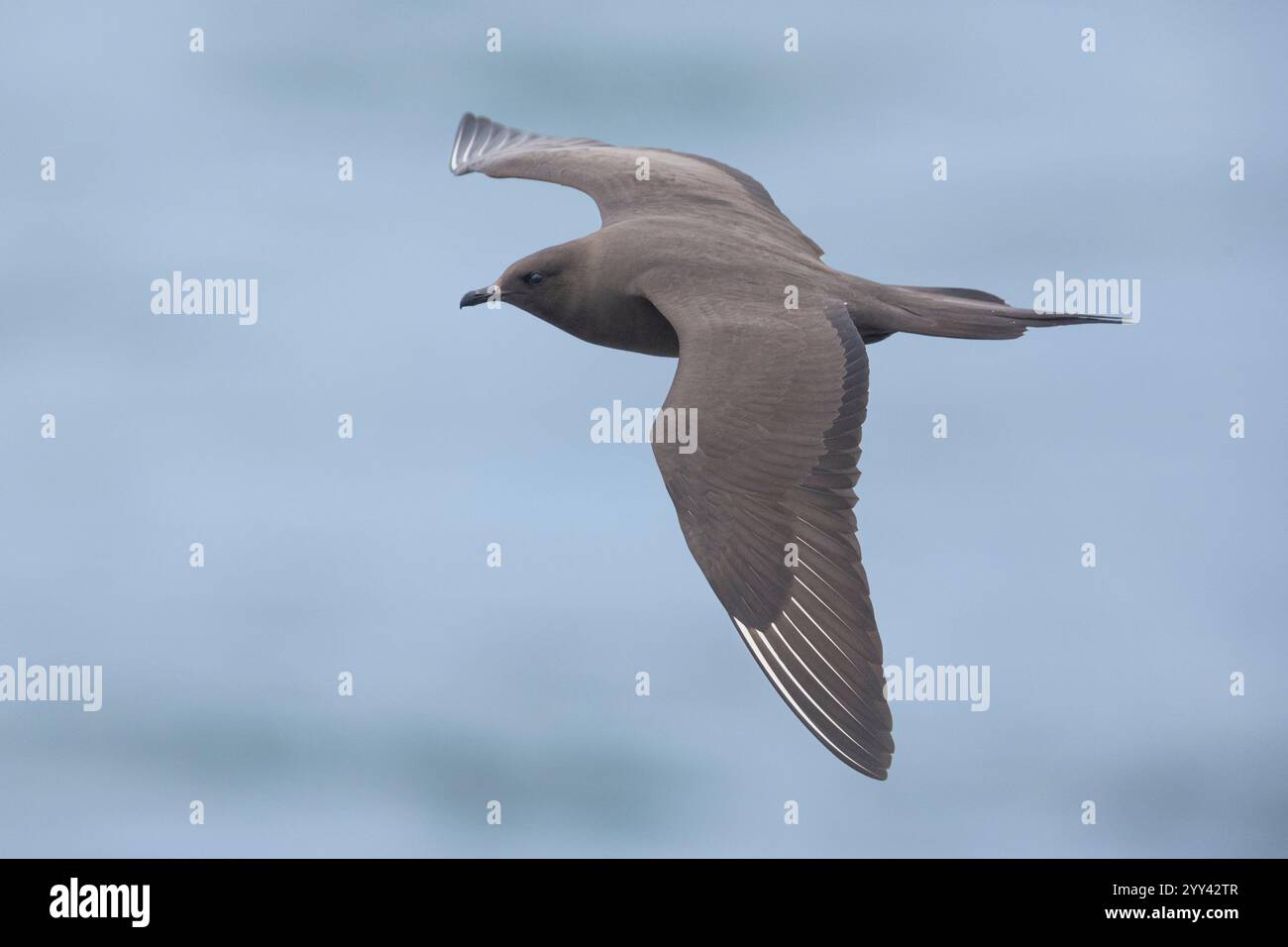 Jaeger parassita (Stercorarius parasiticus), morfo scuro adulto in volo, Regione meridionale, Islanda Foto Stock