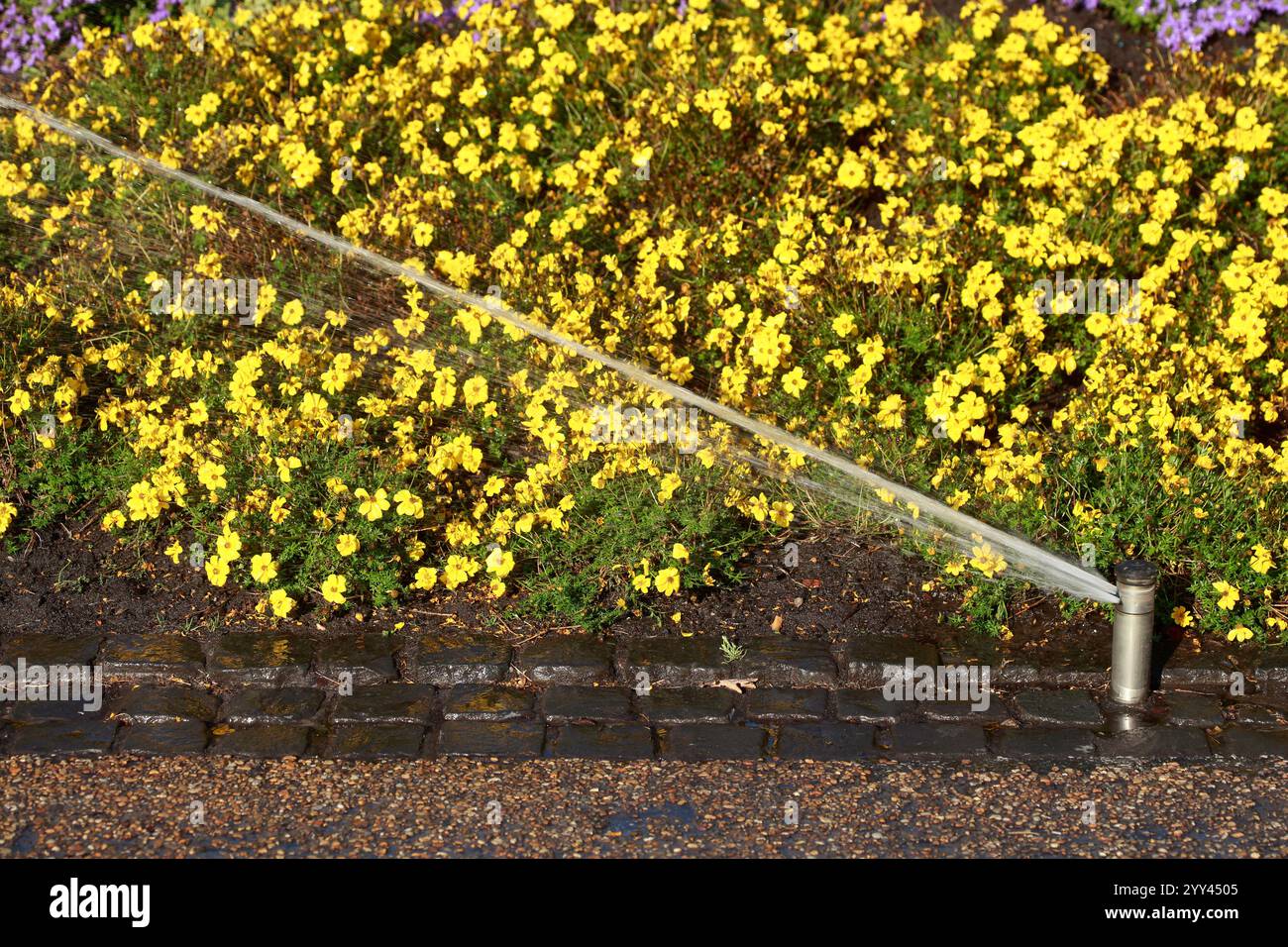 Irrigatori d'acqua e fiori gialli, tappeti di fiori, aiuole di fiori, Germania Foto Stock