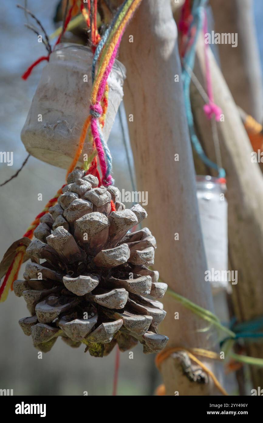 Un cono di pino è attualmente appeso a un ramo d'albero sopra Foto Stock