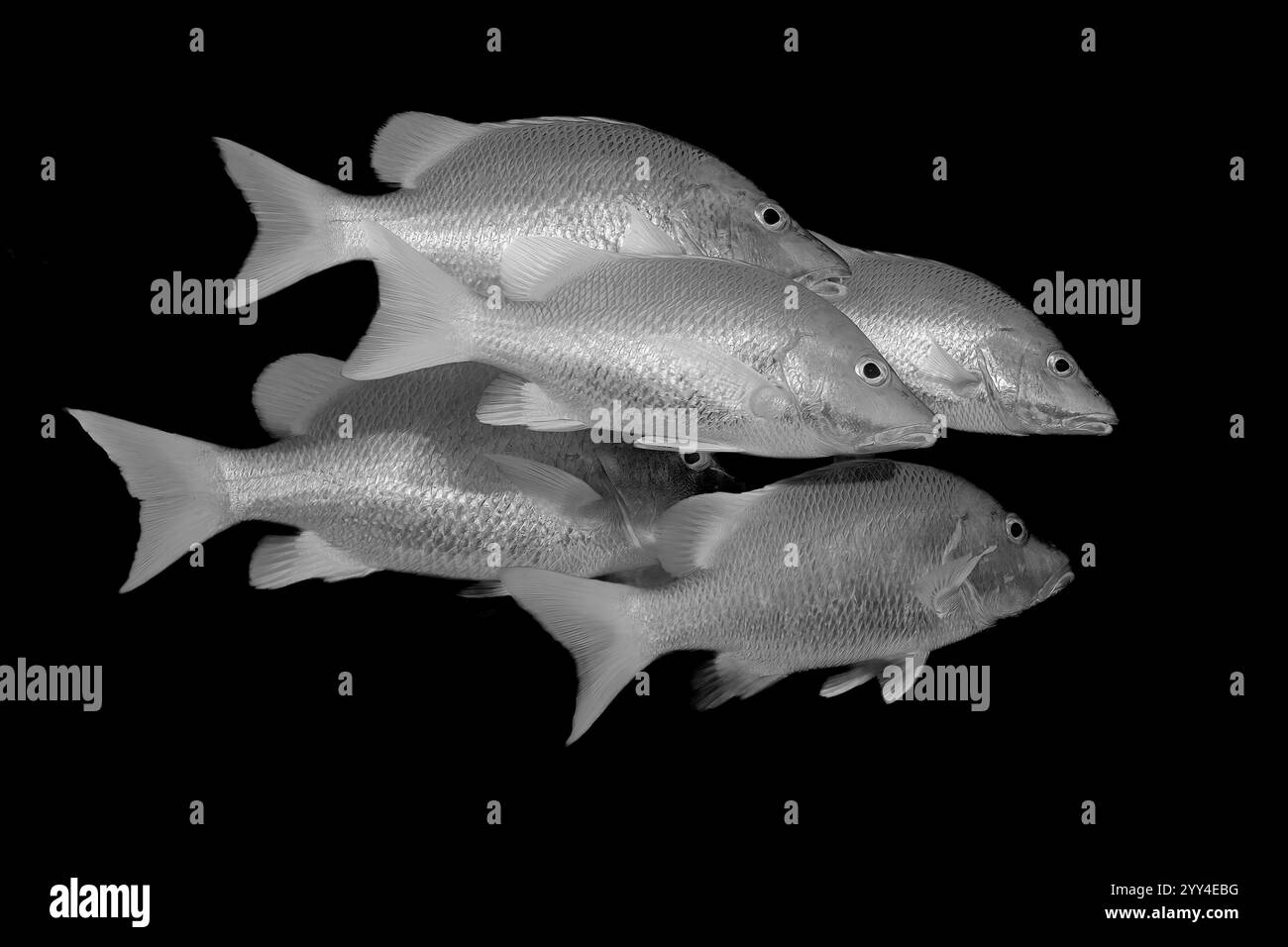 Un'accattivante immagine in bianco e nero di un gruppo di pesci che nuotano in formazione sincronizzata su uno sfondo scuro, evidenziando texture e grazia Foto Stock