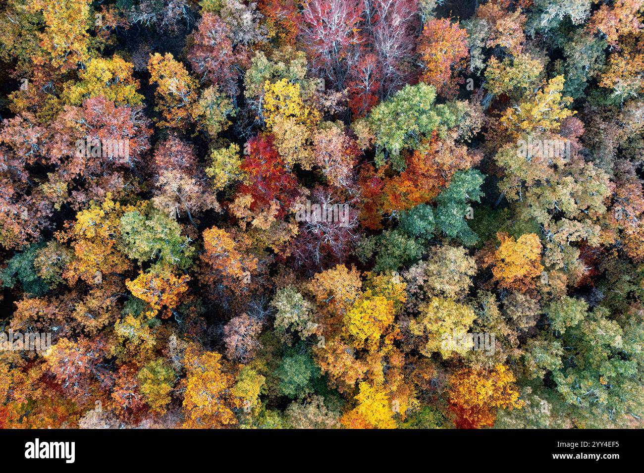 Vista dall'alto della vibrante tettoia autunnale nella foresta di Tosande, catturando la bellezza di alberi millenari di tasso tra un fogliame assortito. Foto Stock