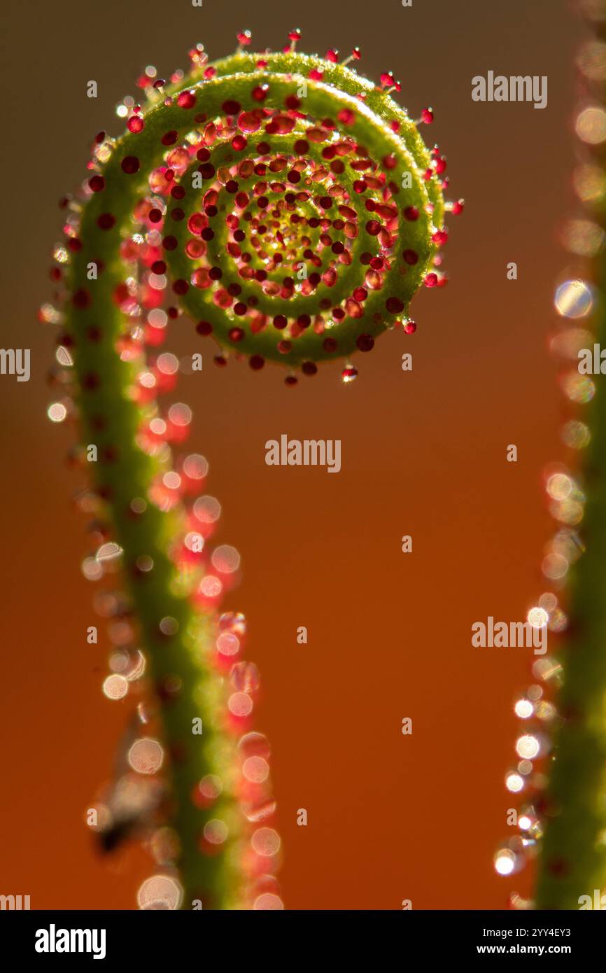 Macro shot di Drosophyllum lusitanicum, catturando i suoi intricati tendini spiralati con vivide goccioline rosse questa pianta carnivora riflette la d della natura Foto Stock