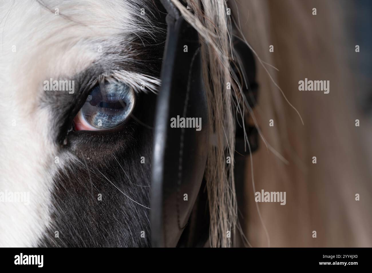 Testa di un cavallo zingaro diagonalmente dalla parte anteriore, con criniera, occhio blu e ciechi. Il blinker limita il campo visivo. Spazio per il testo al Foto Stock