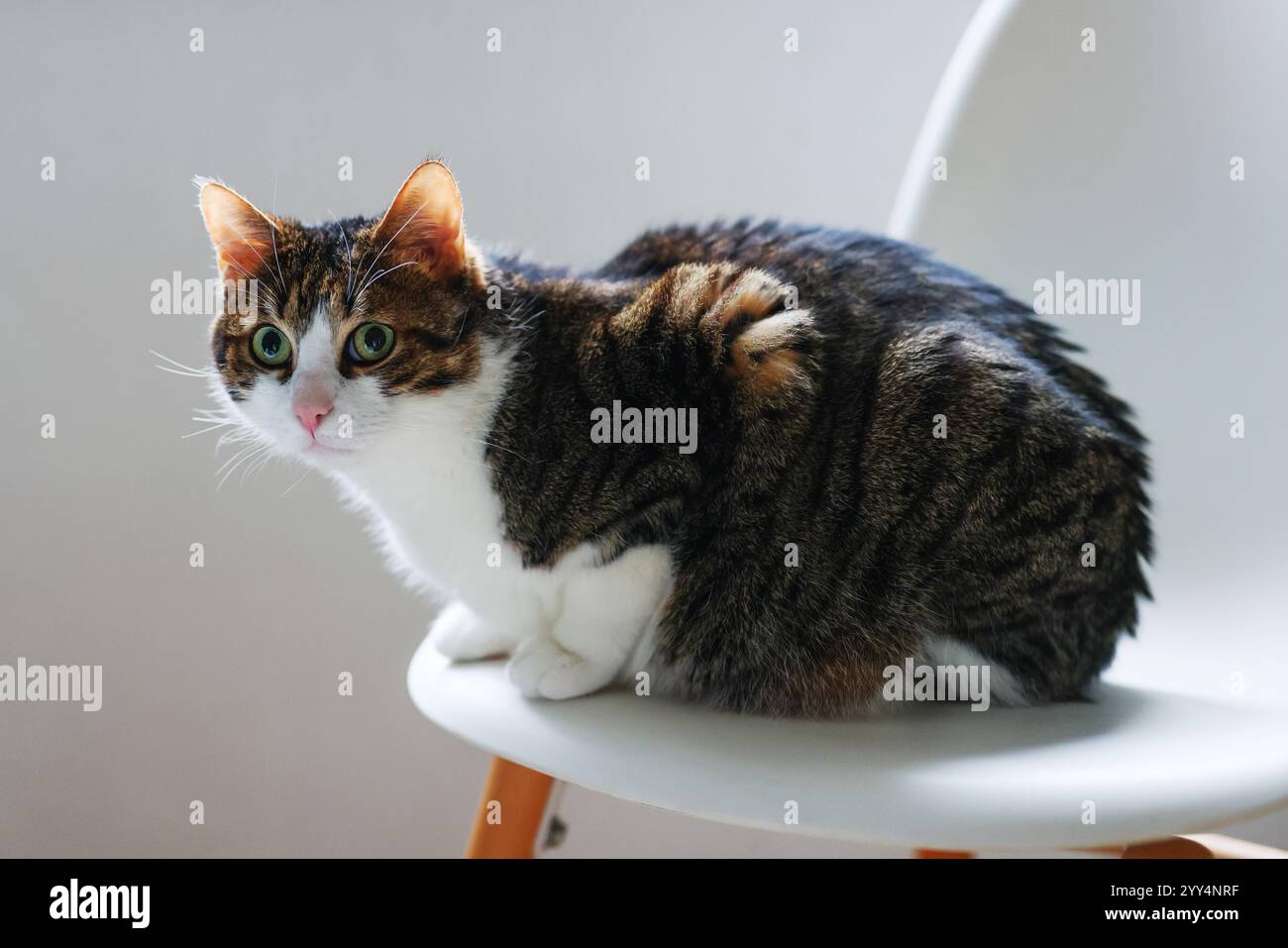 simpatico gatto da tabby bianco e grigio seduto su uno sfondo isolato. Copia spazio Foto Stock