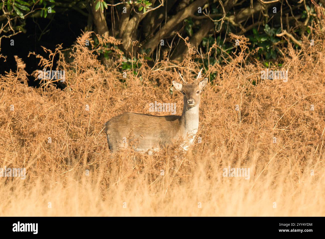 Un capriolo anelante di pesce (Dama dama) mimetizzato tra il bracken, Margam Country Park Wales UK. Novembre 2024 Foto Stock