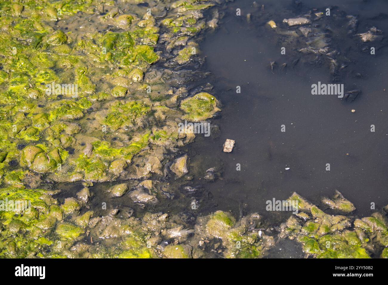 Acqua stagnante. Alghe acqua inquinata, fioritura di alghe blu-verdi, scarsità di ossigeno. Superficie d'acqua ricoperta di melma verde. Foto Stock