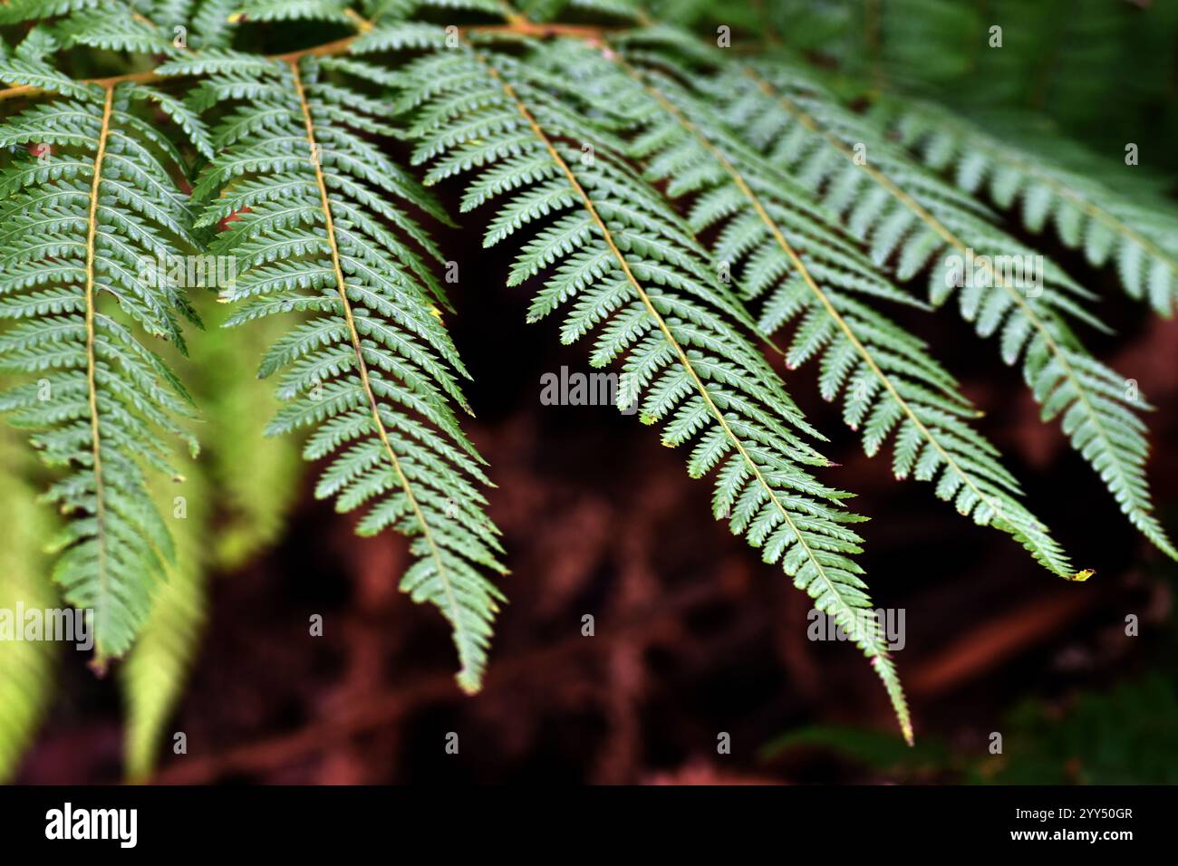 Particolare della foglia verde della felce dorata (Dicksonia fibrosa). Foto Stock